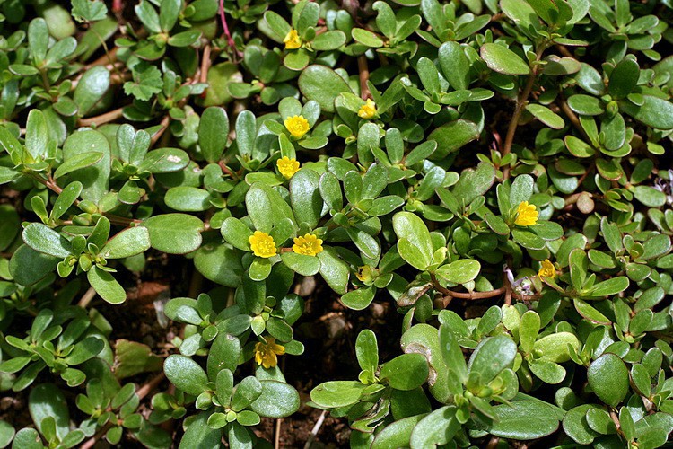 Purslane