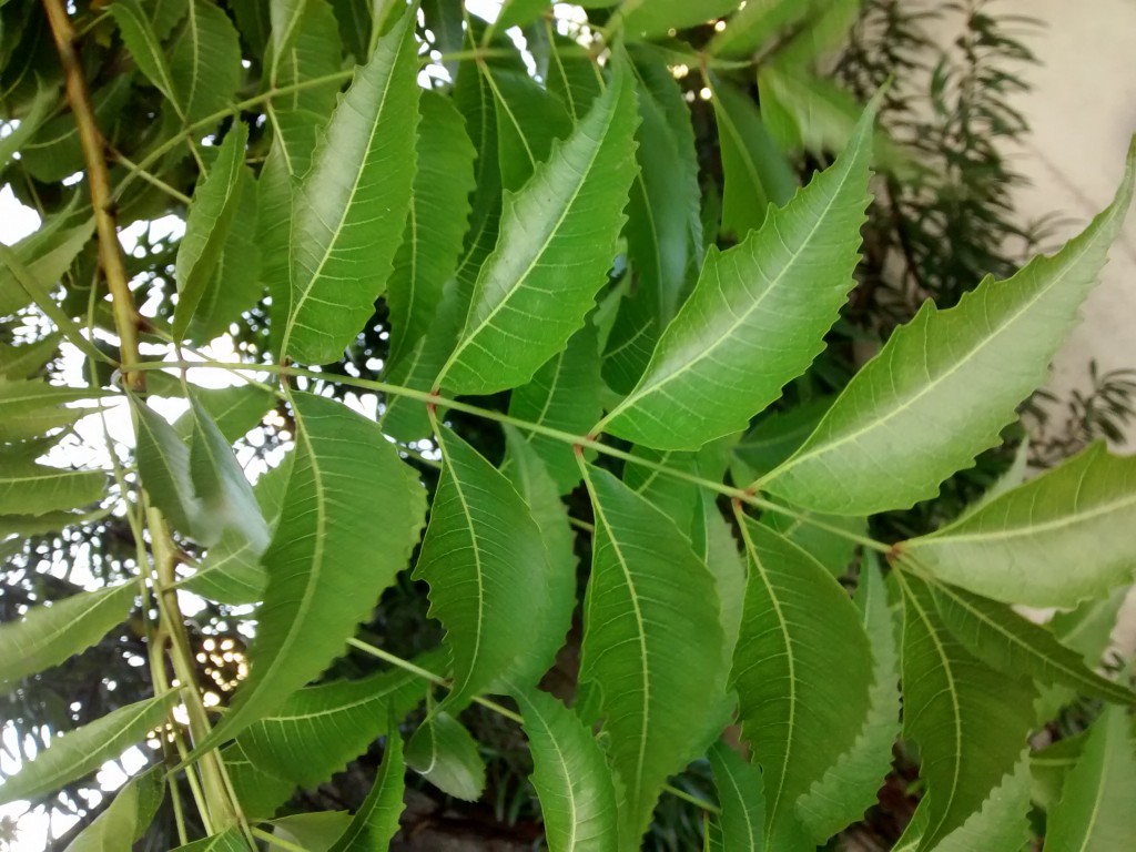 Benefícios do Neem