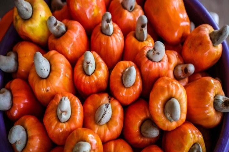 Suco de acerola com caju para imunidade: como fazer, receita e benefícios Suco de acerola com caju para imunidade: como fazer, receita e benefícios