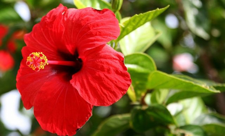 Benefícios do Hibisco