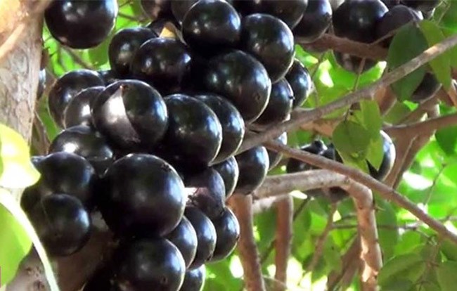 Benefícios da Jabuticaba para saúde