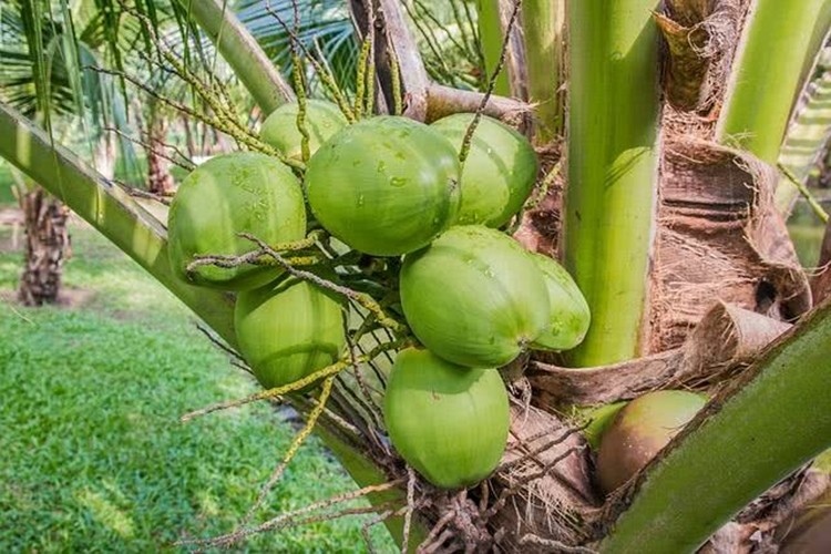 Benefícios da Água de Coco para saúde