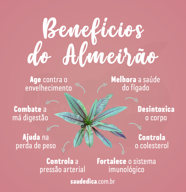 beneficios do almeirao