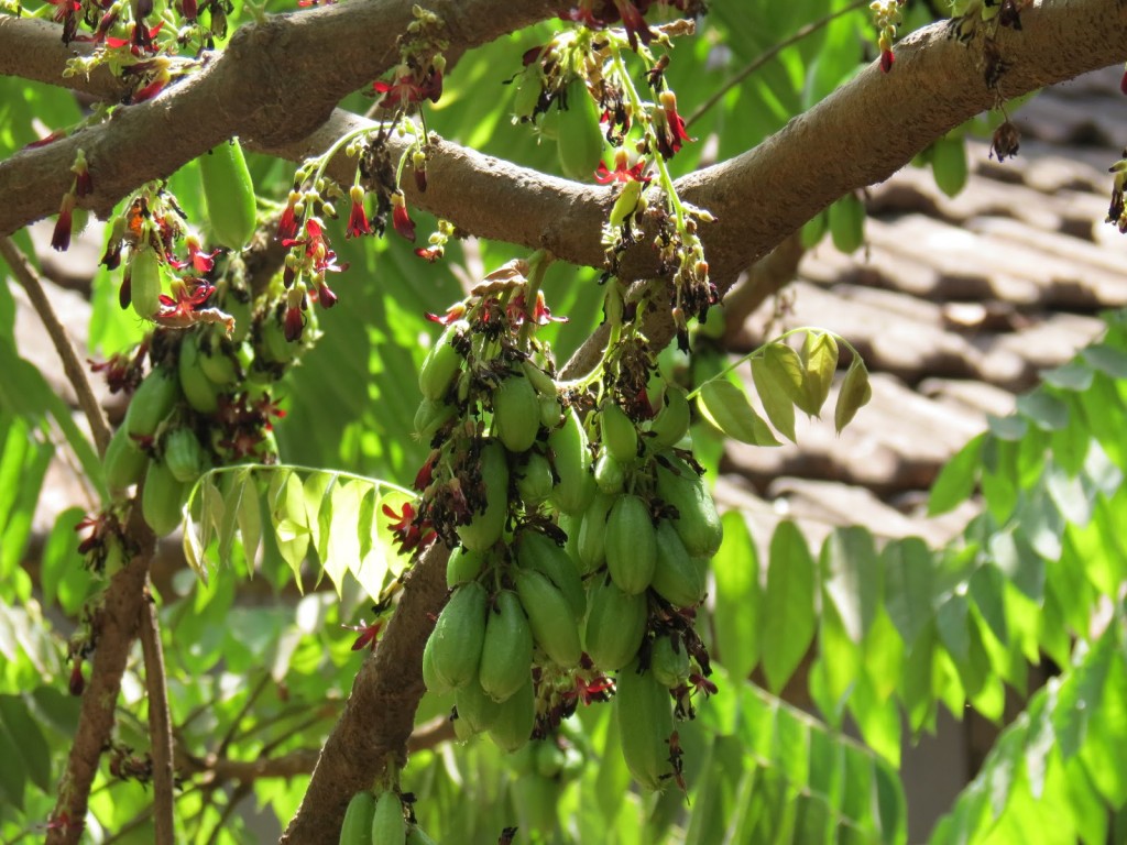 Benefícios do Bilimbi para saúde