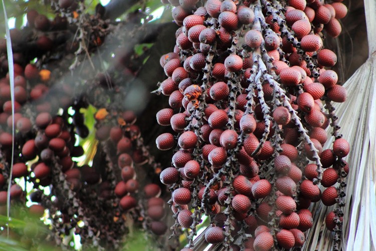 Benefícios do Buriti para saúde