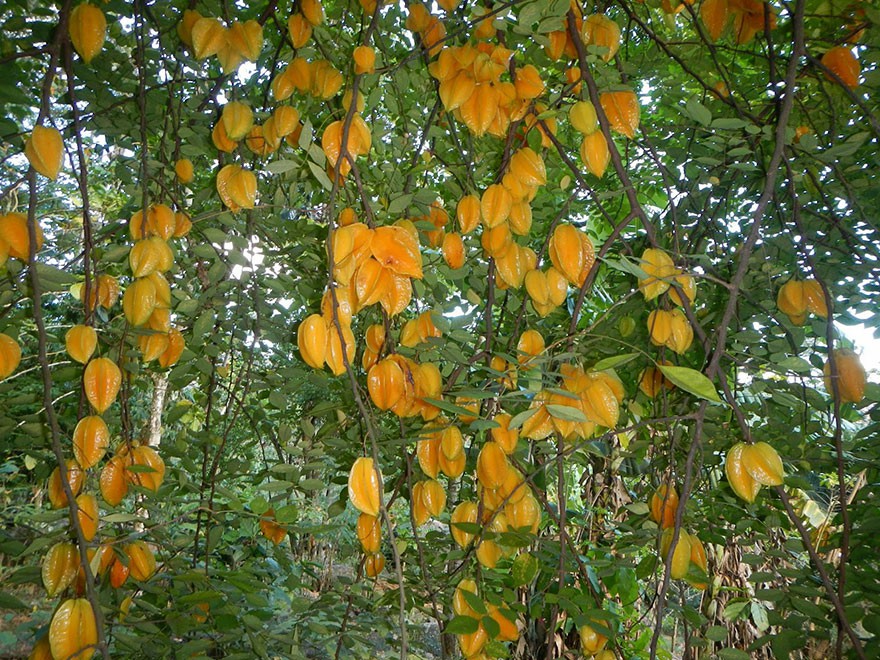 Carambola Carambola
