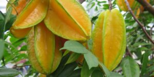 Carambola