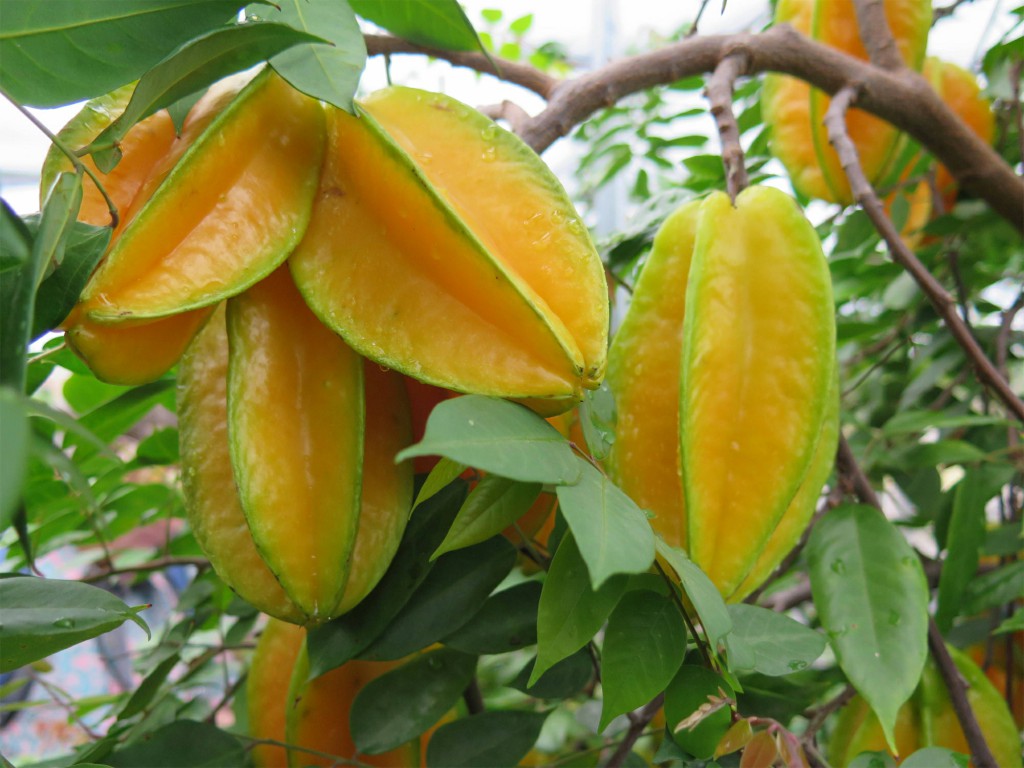 Carambola