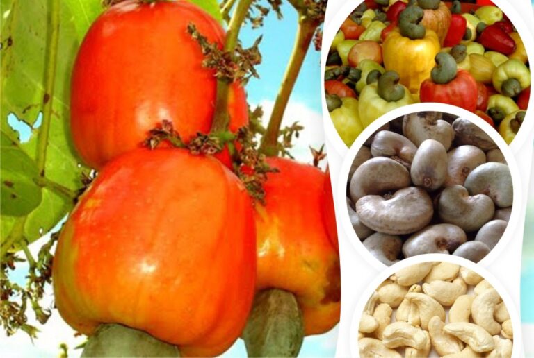 Castanha de Caju: para que serve, como usar, benefícios e malefícios ...