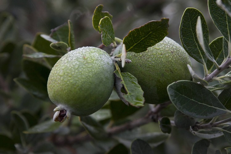 Benefícios da Feijoa para saúde