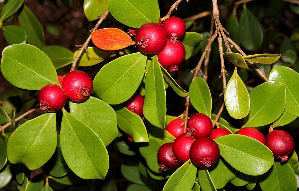 Benefícios da Goiaba Morango