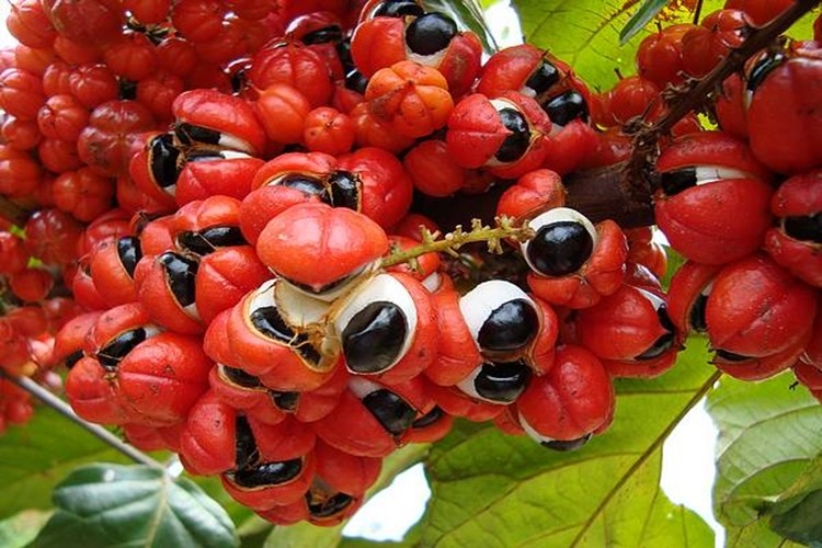 Benefícios do Guaraná Para Saúde