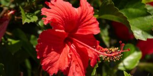 Hibisco