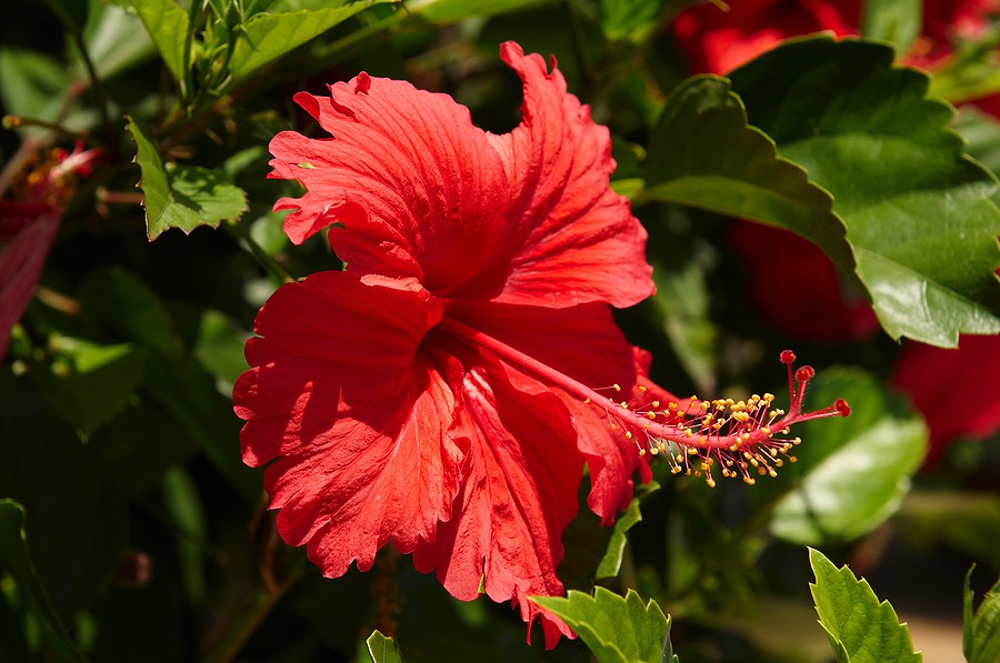 Hibisco