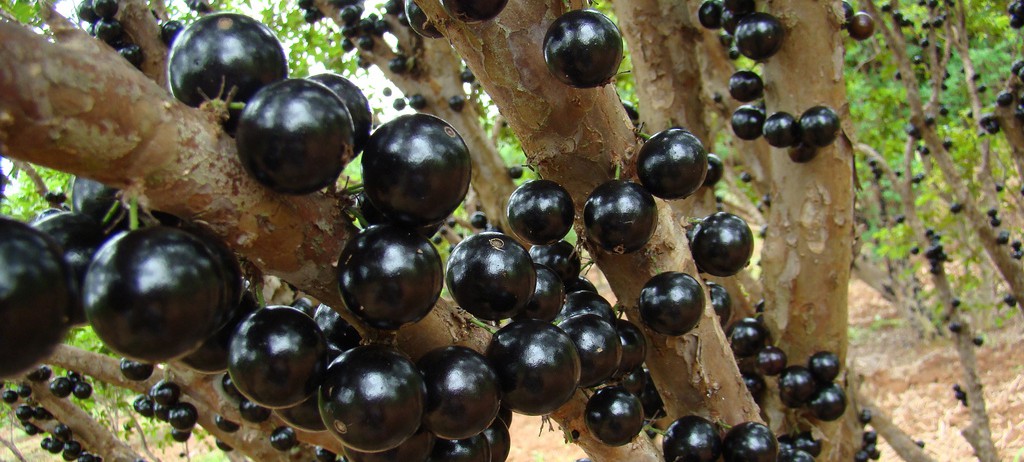 Benefícios da Jabuticaba para saúde