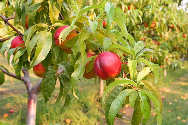 Nectarina: Para que serve, como usar, valor nutricional, benefícios, malefícios e dicas