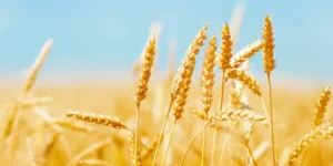 nutrientes do trigo