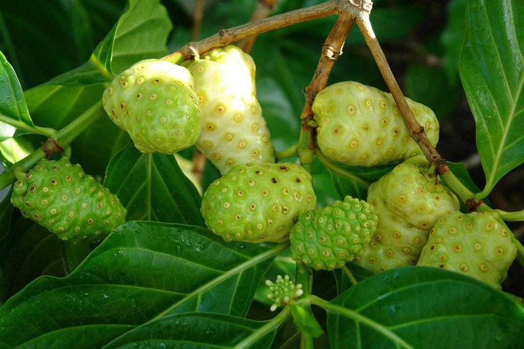 Benefícios do Noni para saúde