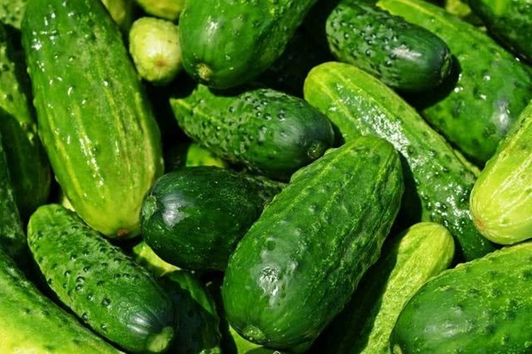 Benefícios do Pepino para saúde