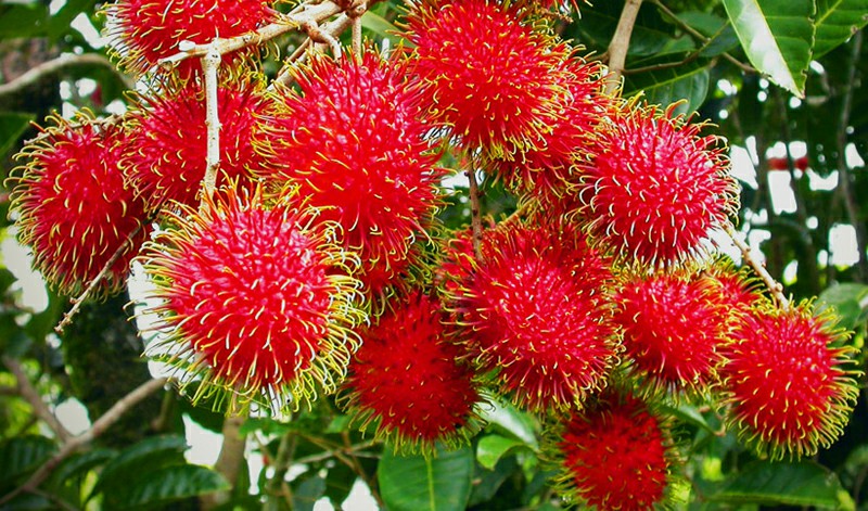 Benefícios do Rambutan para saúde