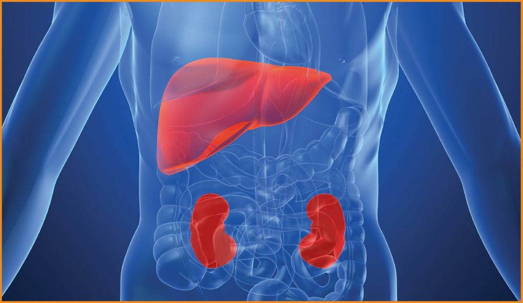 Bebida Detox Para Manter Os Rins E O Figado Saudaveis Dicas De Saude