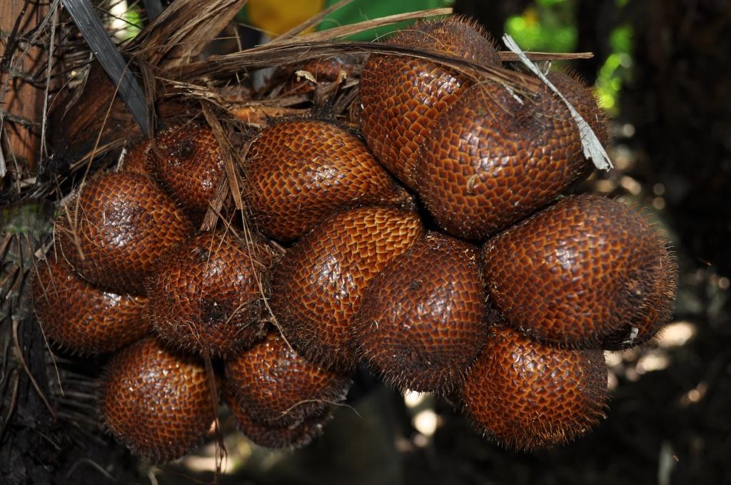 Salak: Para que serve, como usar, valor nutricional, benefícios, malefícios e dicas