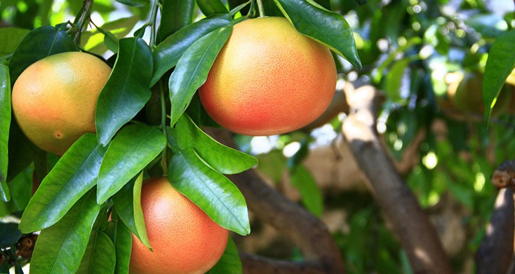 Benefícios da Toranja-2