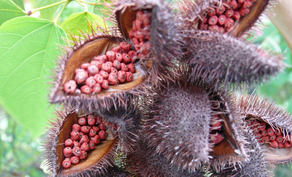 urucum