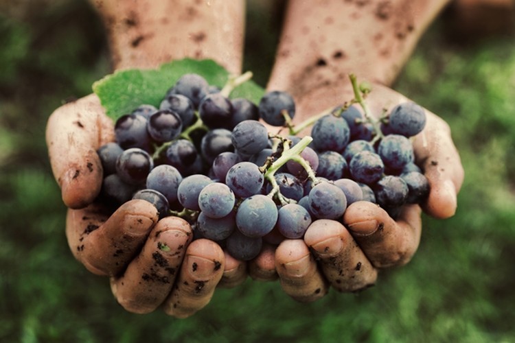Uva para anemia, azia e ansiedade: veja os 18 benefícios da fruta