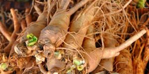 raiz de ginseng siberiano