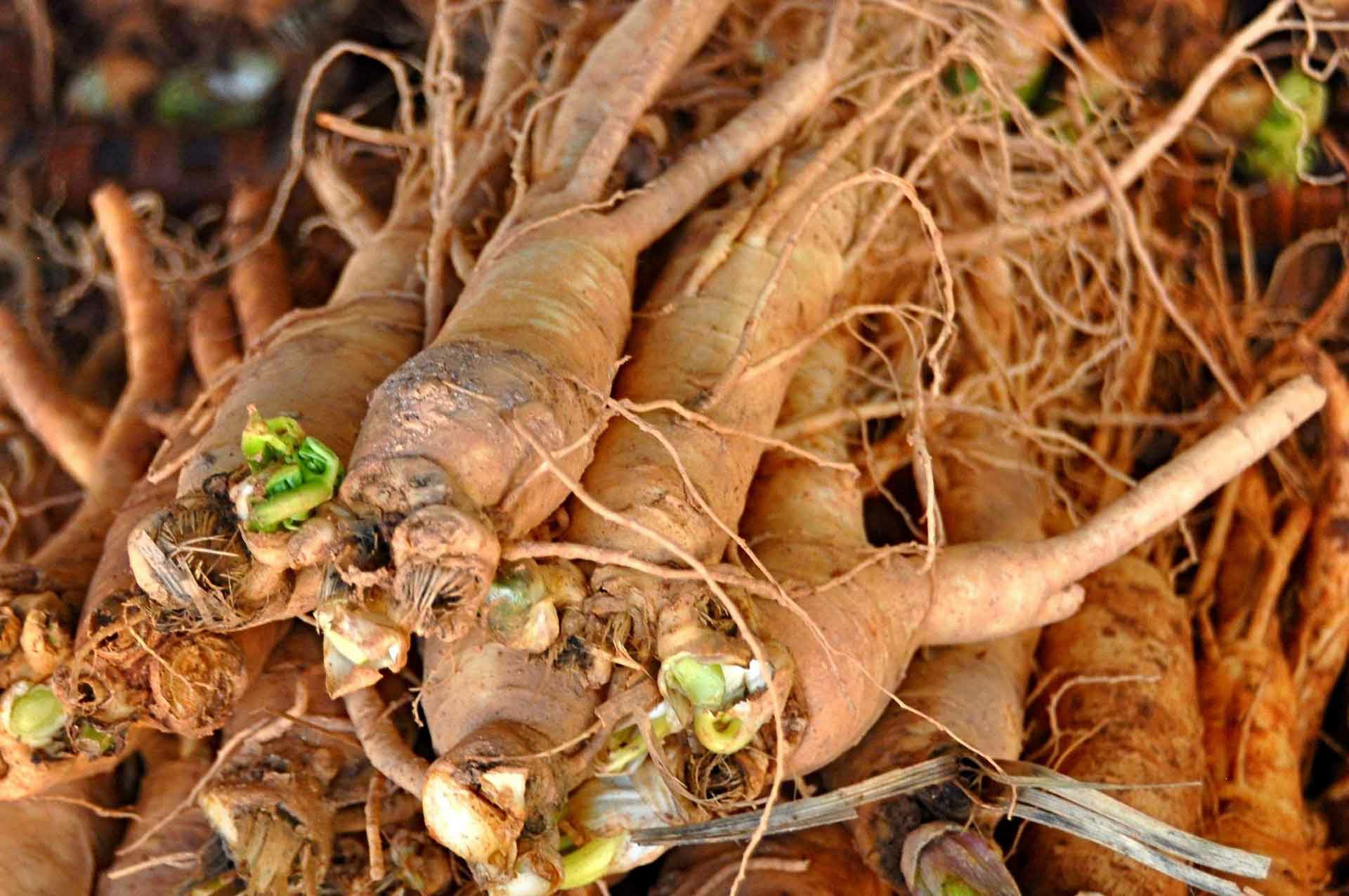 raiz de ginseng siberiano