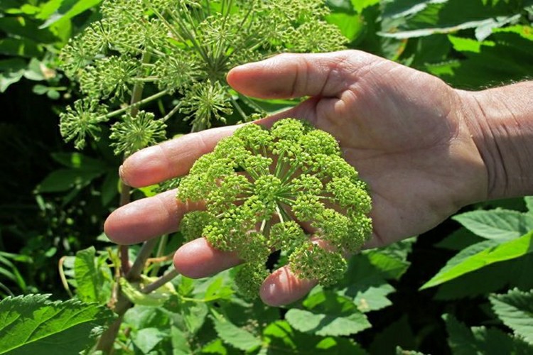 angelica sinensis