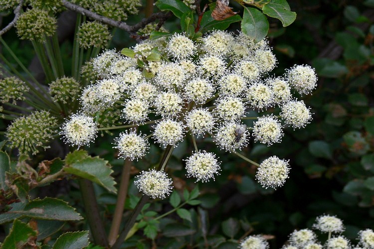 beneficio da angelica sinensis