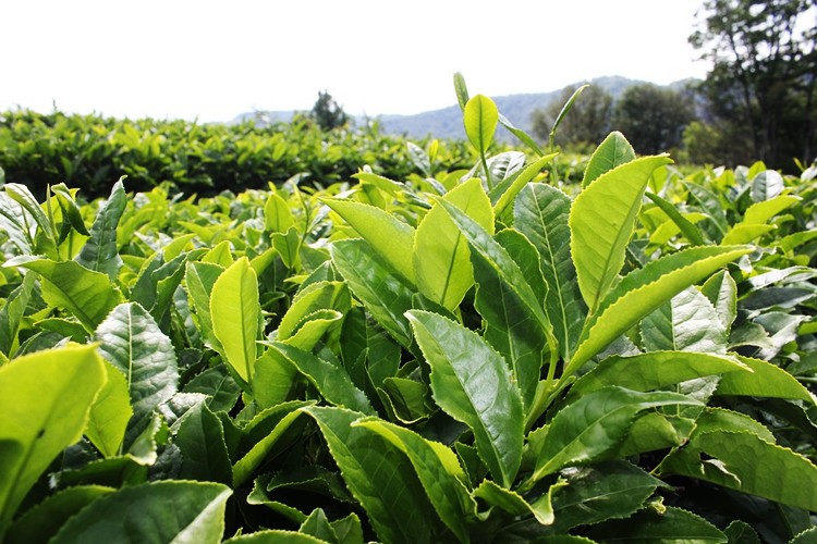 Benefícios do Chá de Bancha Benefícios do Chá de Bancha