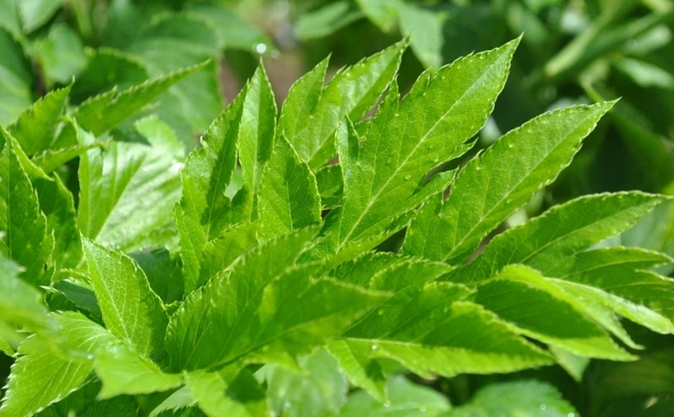 benefícios das folhas de ashitaba