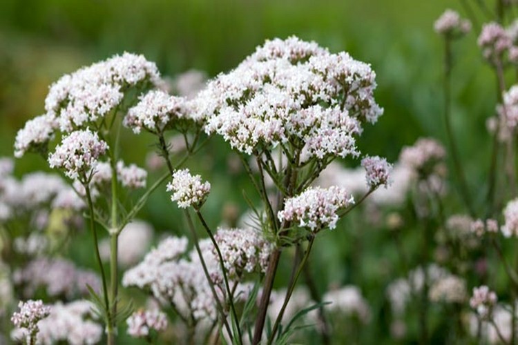 Benefícios de Raízes de Valeriana