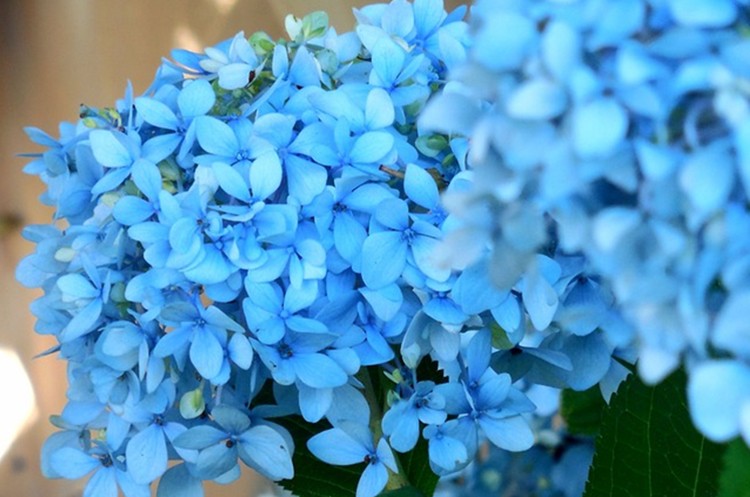 beneficio da verbena azul