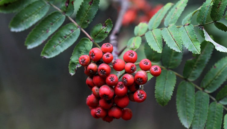 Frutas de Tramazeira