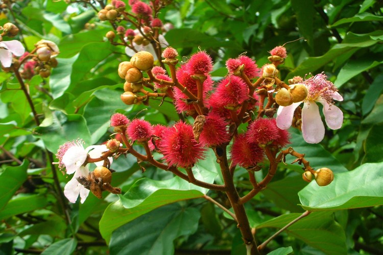 beneficio do urucum