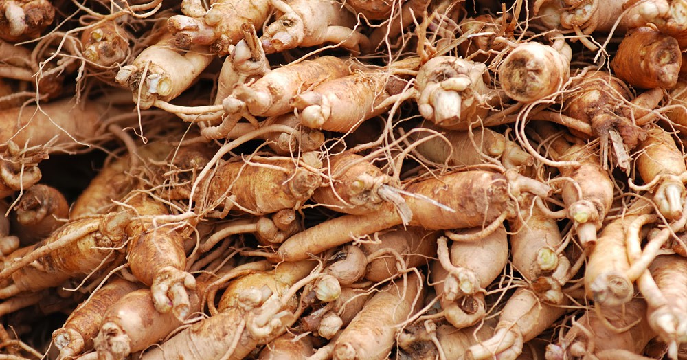 raiz de ginseng siberiano