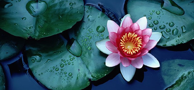 flor de Lotus flor de Lotus