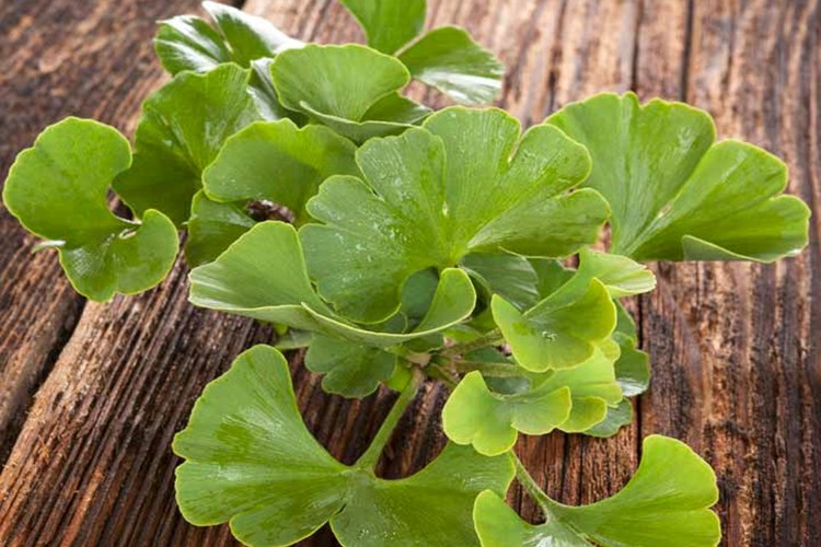 ginkgo biloba