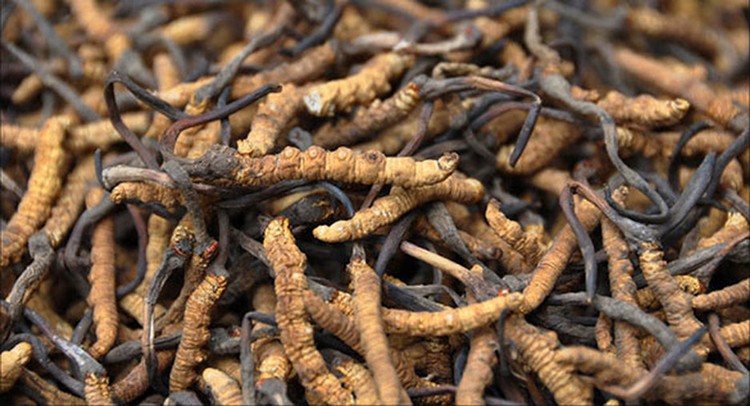 Cordyceps Cordyceps
