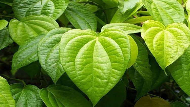 Óleo de Betel Óleo de Betel