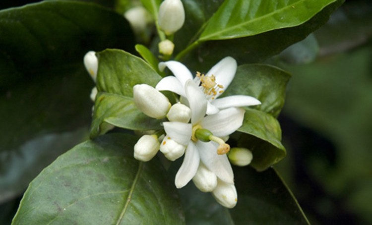 oleo de neroli beneficios