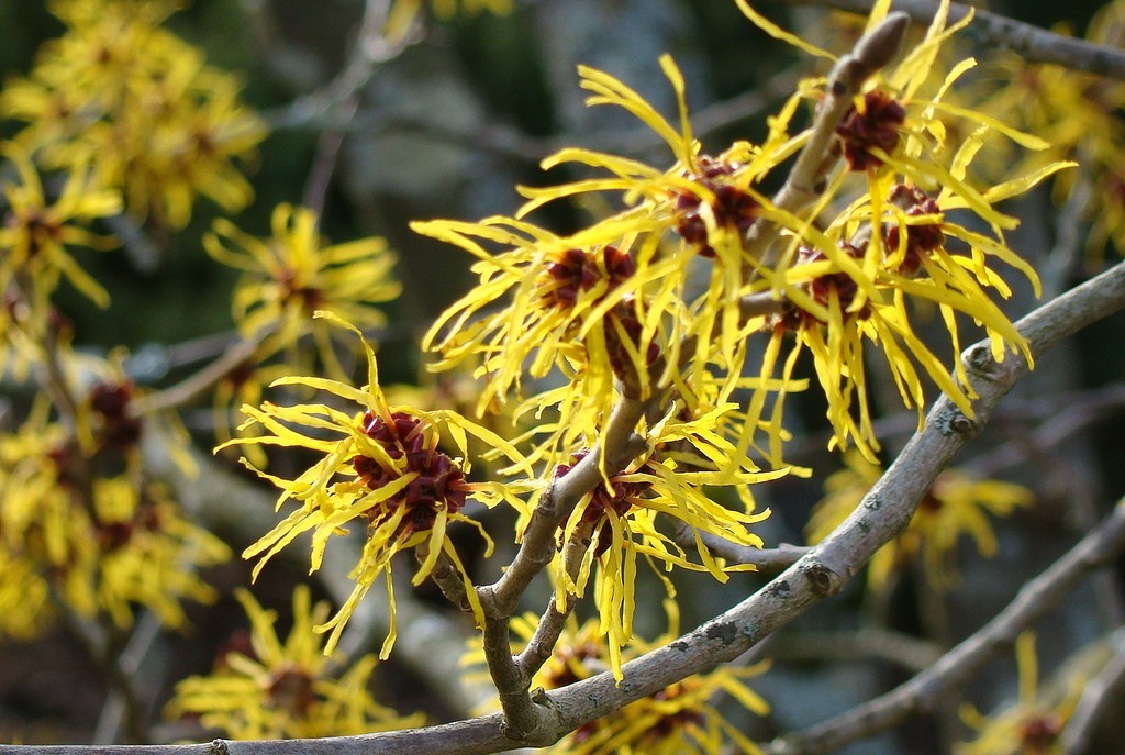 usos da hamamelis para tratar problemas da pele