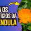 calêndula