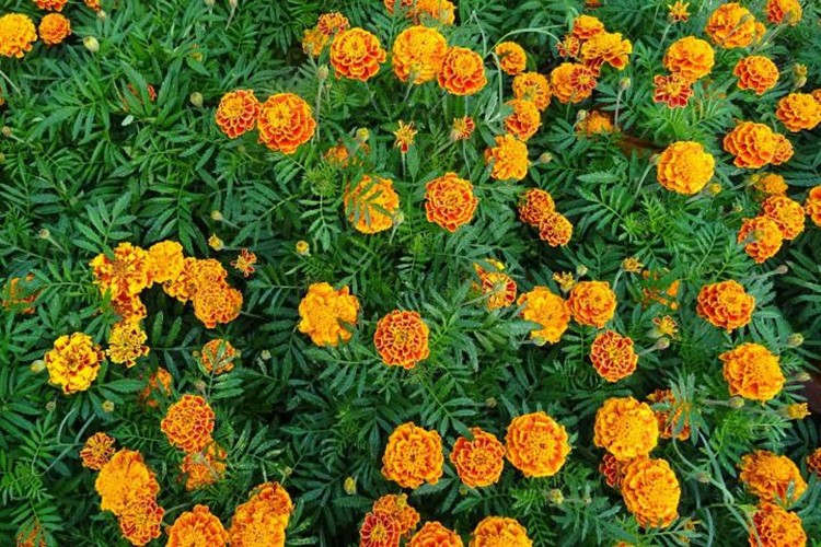 Calêndula Calêndula