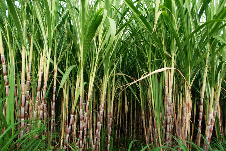 Benefícios da Cana de Açúcar Benefícios da Cana de Açúcar