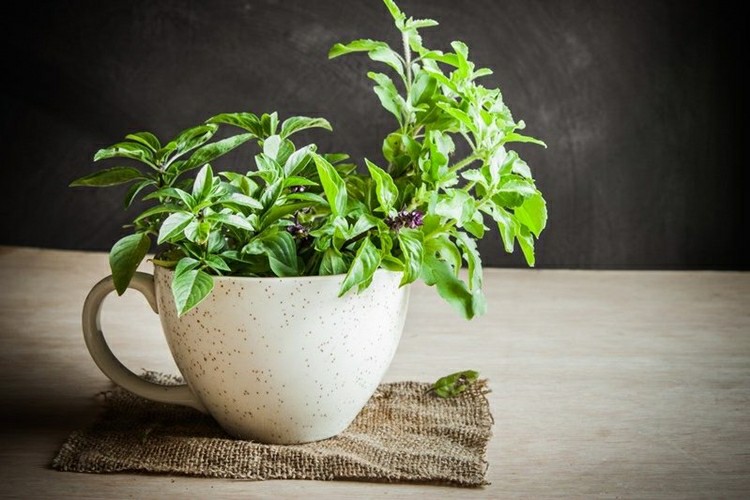 Chá da Tulsi Chá da Tulsi